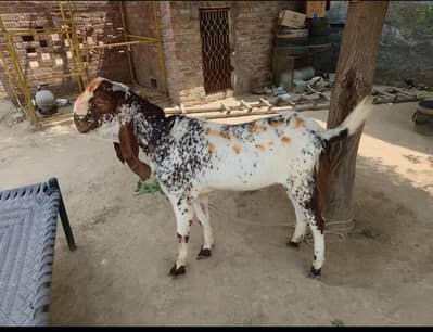 Bakra for sale