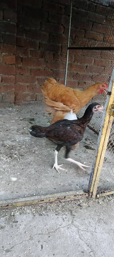 Golden buff male and aseel female