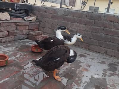3 Duck For Sale