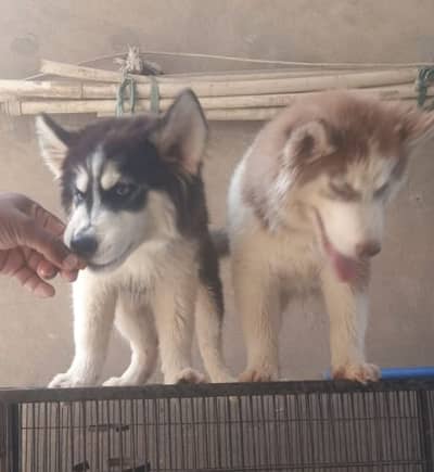 wool coat Husky puppies