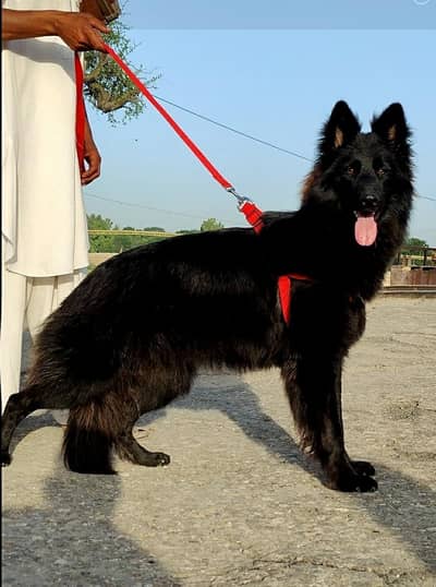 black German Shepherd female long coat 8 mahine age for sale