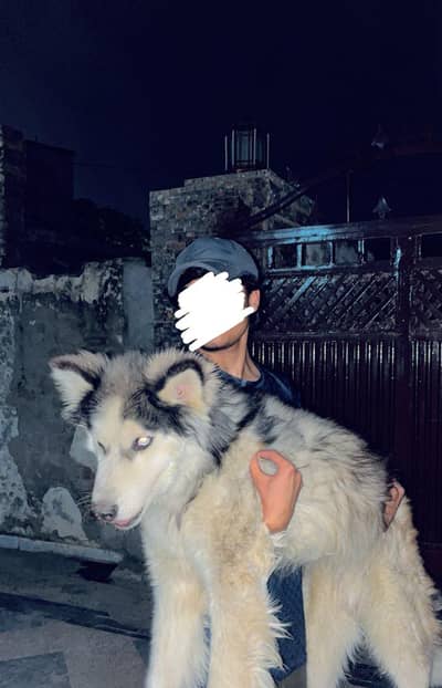 Siberian husky male for sale/Non Ped/urgent sale