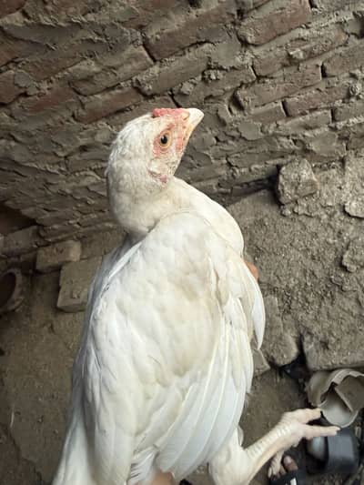 Heera aseel chicks