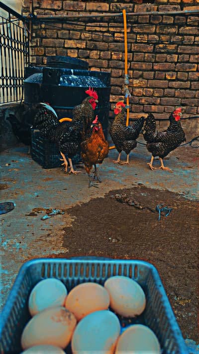 Desi eggs (03444608899)