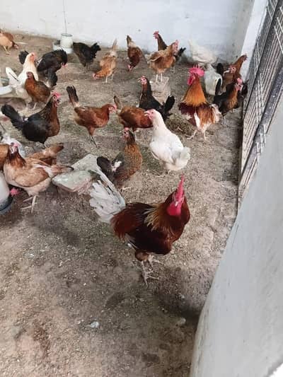 Hens for sale. . . . . Rs 650 per kg
