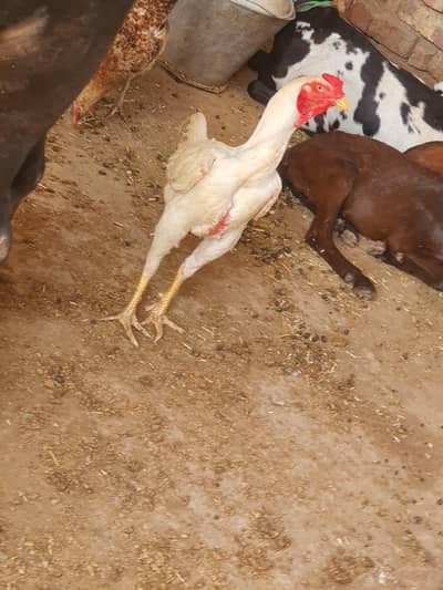 Pure white aseel male patha03080063717