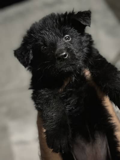 Top quality German shepherd puppys