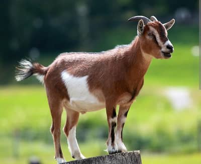 Goat sacrifice service