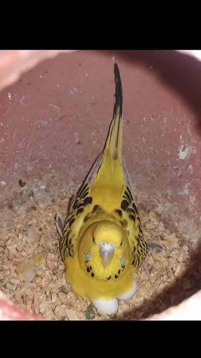 Budgies Breeder Pairs