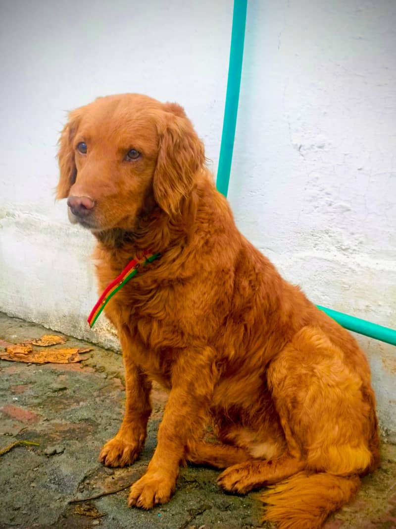 Dog 0