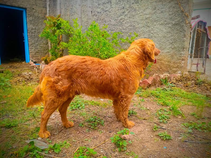 Dog 1