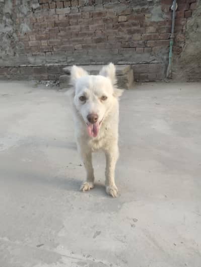 female dog Russian friendly pink nose