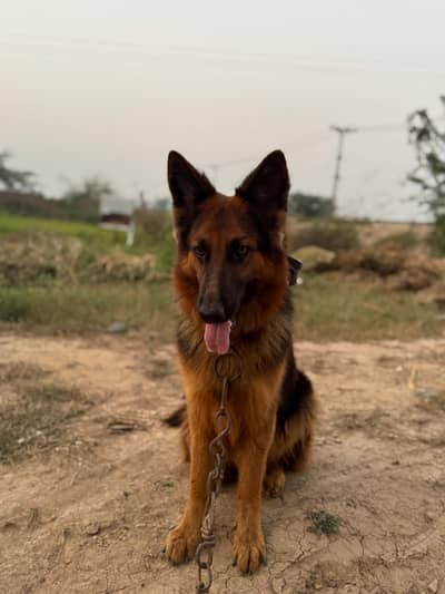 Female German Shepherd