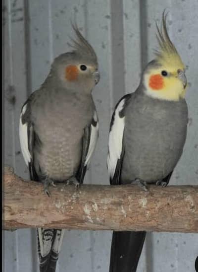 grey cocktail pair and albino red eye female