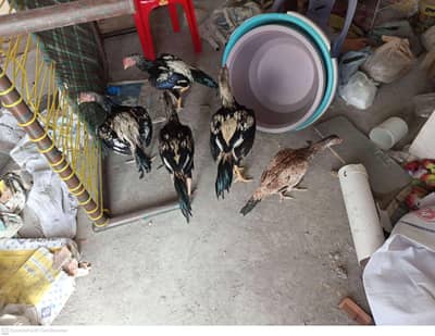 Pure Aseel Gamefowl (4 Murghay + 1 Mirghi) For Sale – Healthy & Active