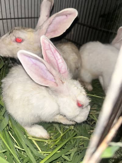 Red-Eyed White Rabbits
