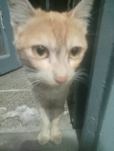 Cute cat