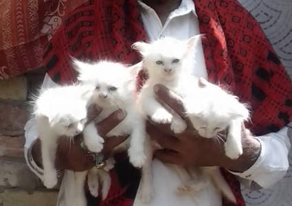Persian cats baby for sale
