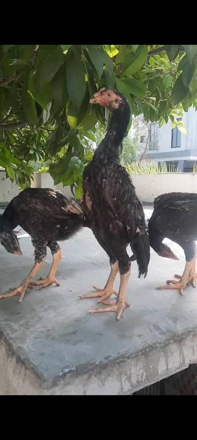black shamo