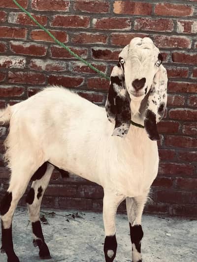 Bakra