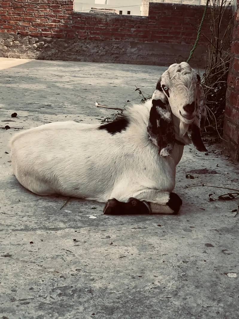 Bakra 1