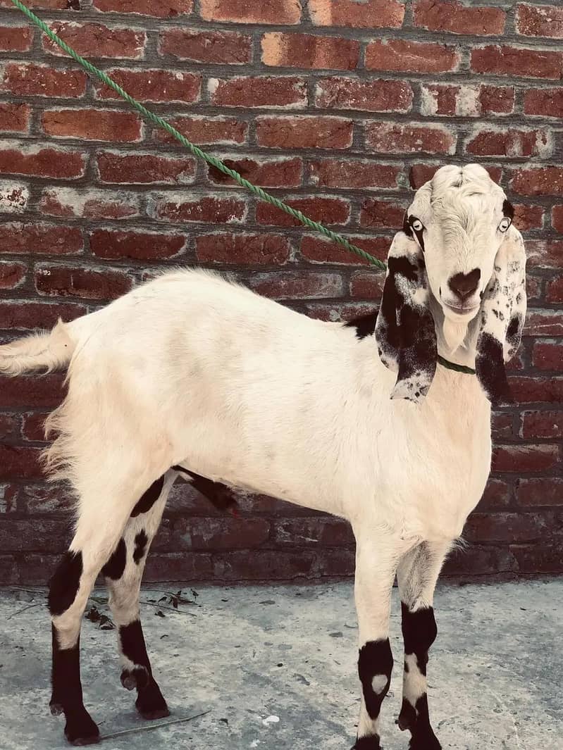 Bakra 2