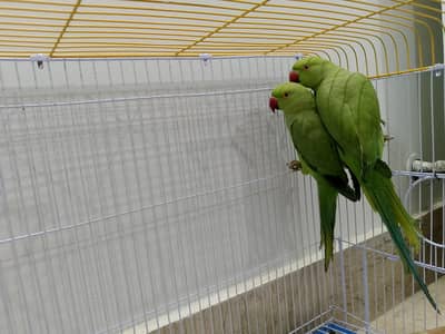 ringneck pair for sale slightly negotiable