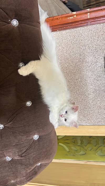Persian Triple Coat