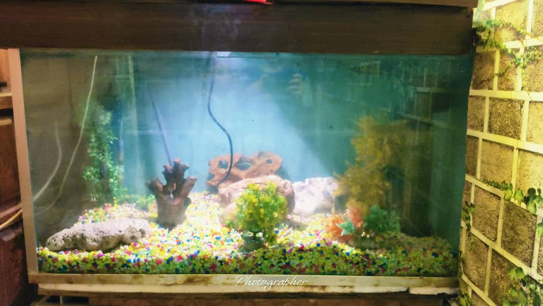 Aqaurium 1