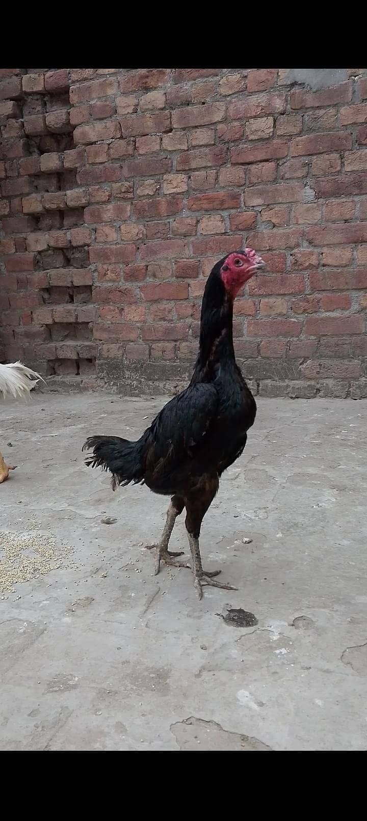 panus chicks 2