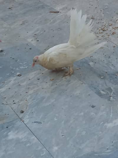 Fantail