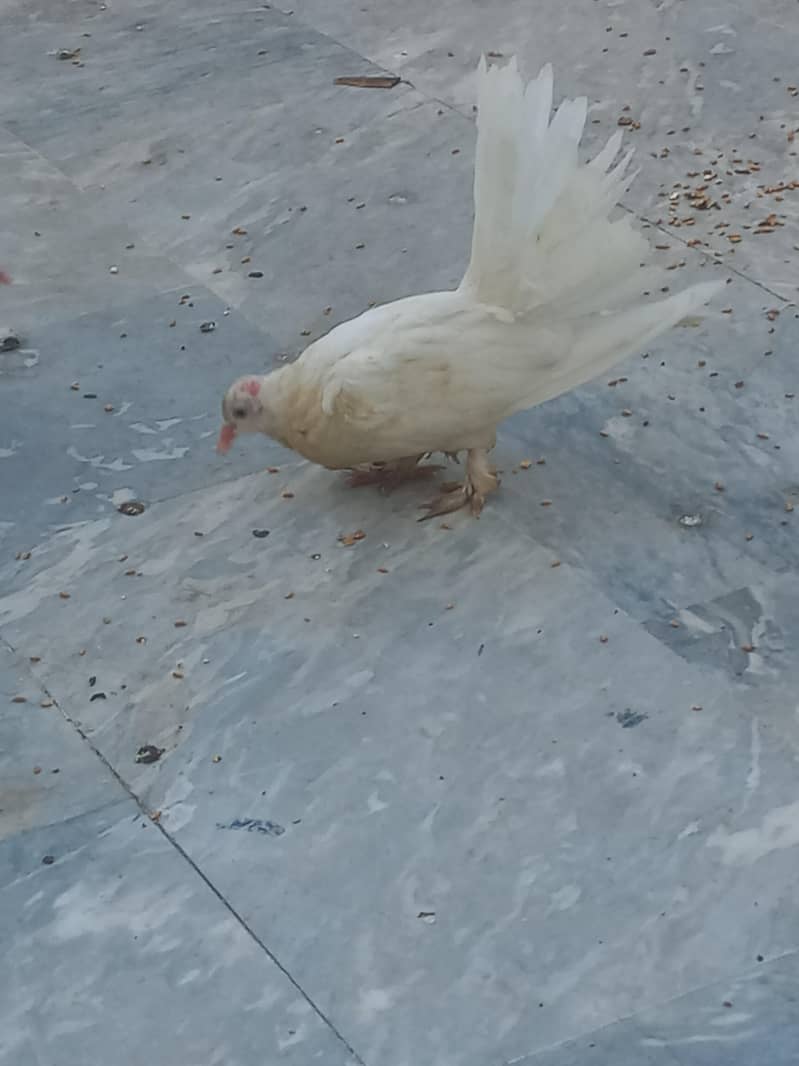 Fantail 0