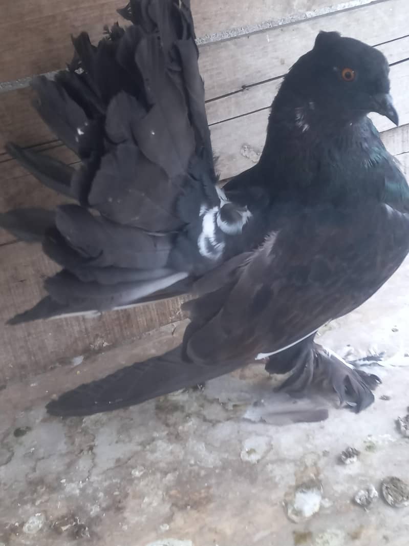 Fantail 3