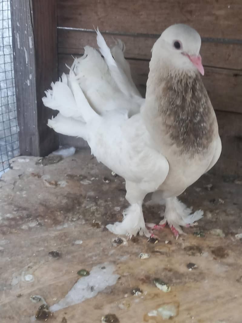 Fantail 4