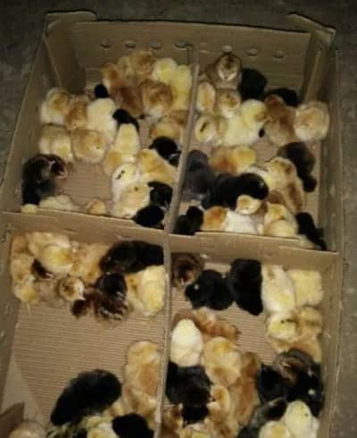 Karachi me pehli baar aseel ka incubator Wala chick Sirf 1000 mein