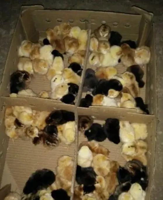 aseel ka incubator Wala verfied chick sirf 1000 mein per piece