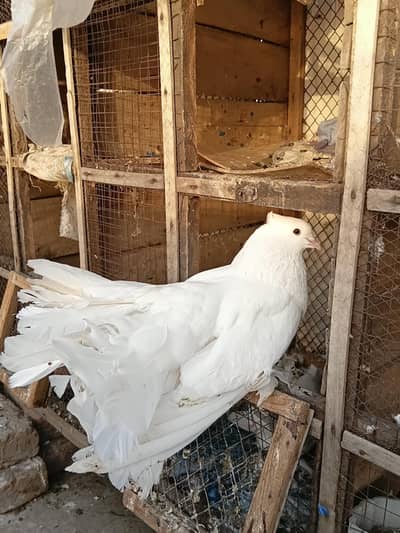 Confirm Breeder Pair For Sale