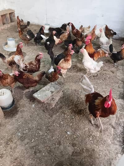 Hens for sale . . . . . . . Rs 650 per kg