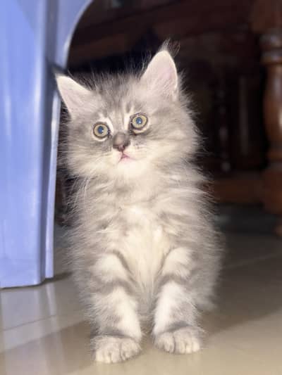 Triple coat 2 male kittens for sale color  (Silver Grey, Smoke Grey)