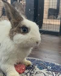 cute rabbits forr sale