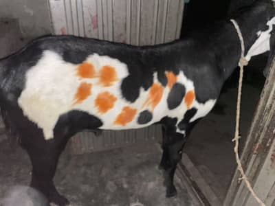 Bakra dundaa available for sell