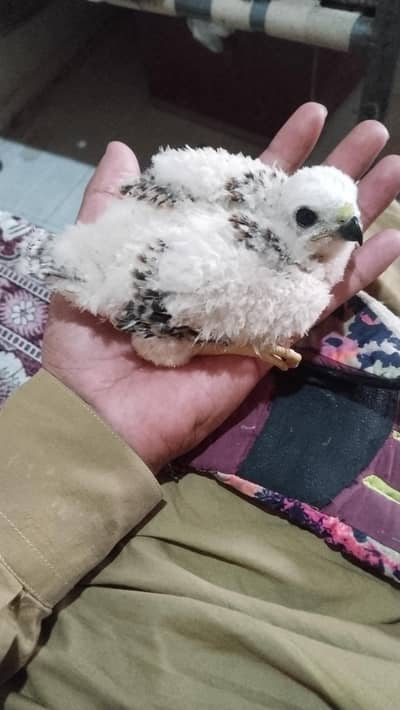 falcon baby