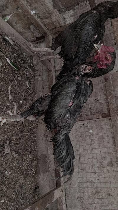 pure Thai male for sale price fix