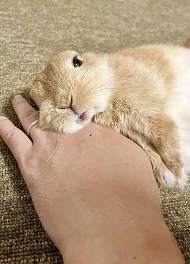 BEAUTIFUL RABBITS FOR SALE