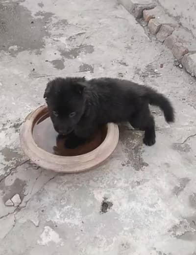 Gsd female high Quality