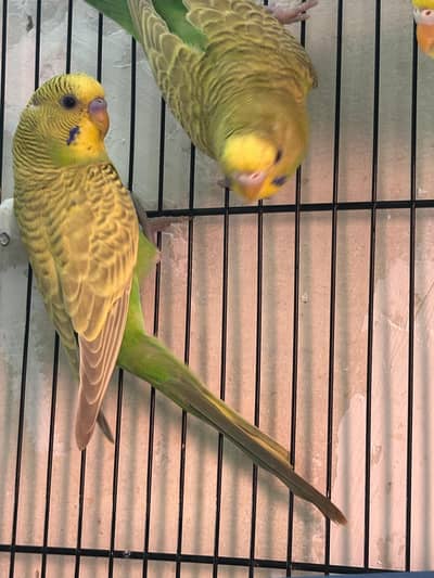 Budgies
