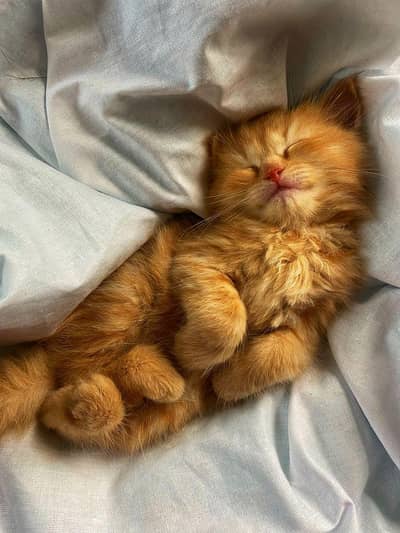 Persian kitten