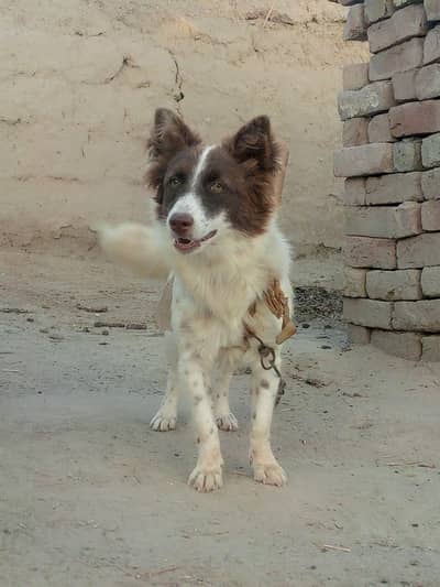 Border Collie