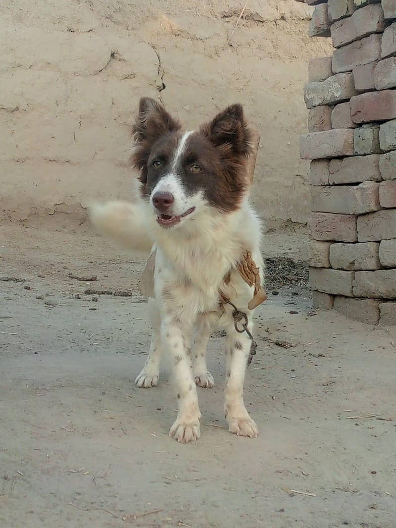 Border Collie 0