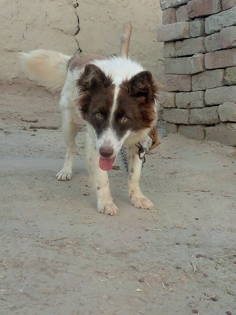 Border Collie 1